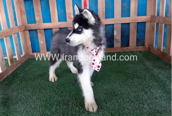 --husky-177_10_122070385