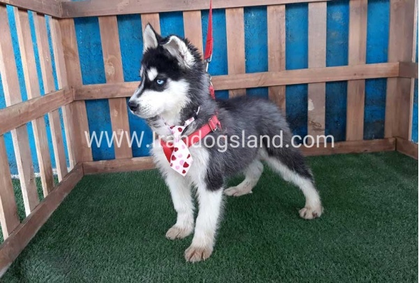 --husky-177_11_936756684