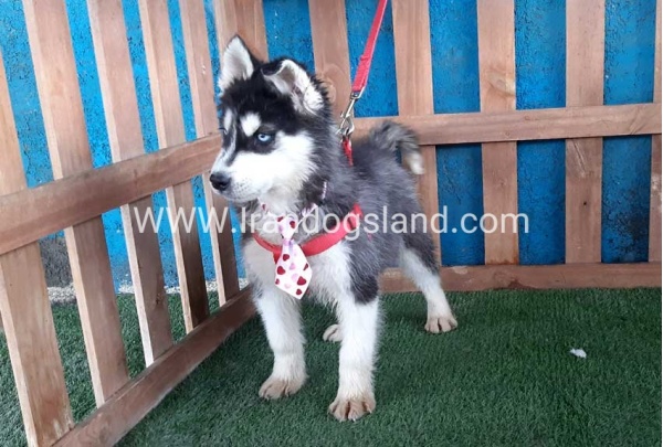 --husky-177_1_1409327466