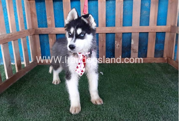 --husky-177_2_342216321