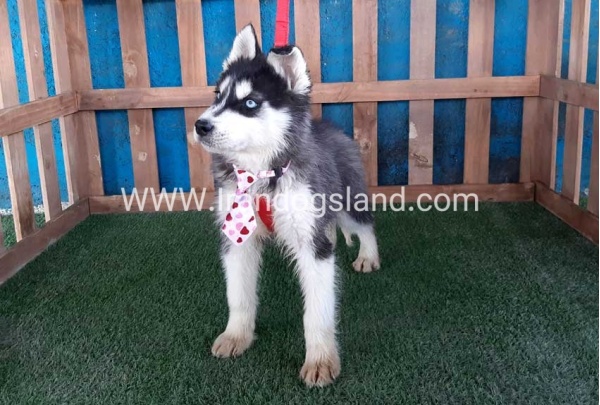 --husky-177_3_1588865241
