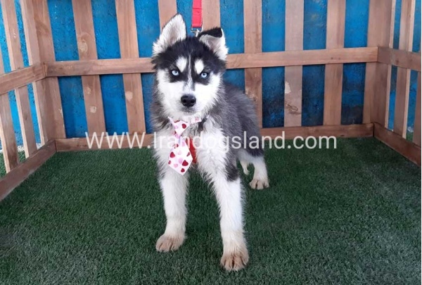--husky-177_4_997403760
