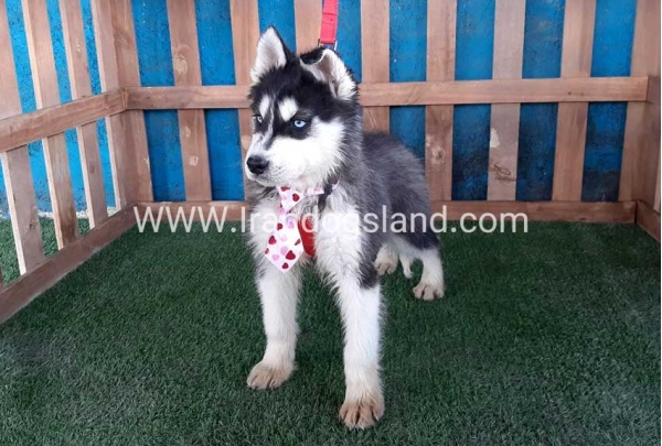 --husky-177_5_1785550599