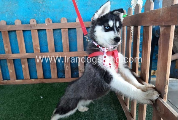 --husky-177_6_334366306