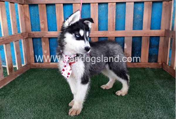 --husky-177_7_127872215