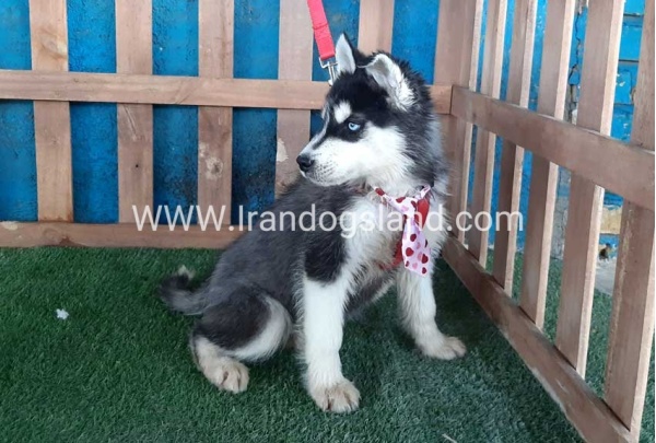 --husky-177_8_1401064843