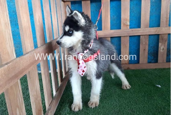 --husky-177_9_1220978040