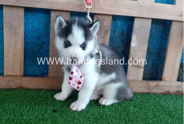 --husky-178_1