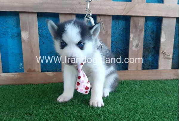 --husky-178_2