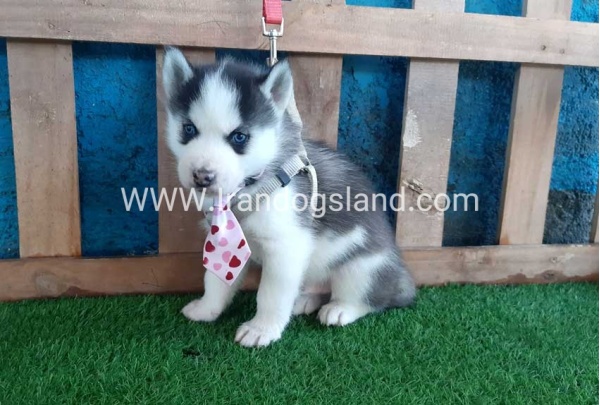 --husky-178_9