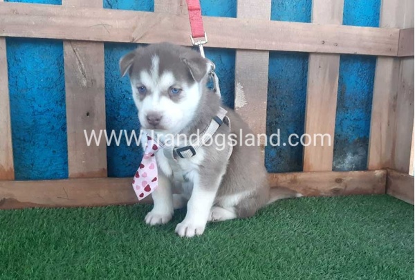 --husky-180_10