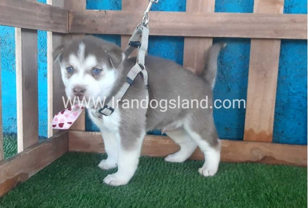 --husky-180_11