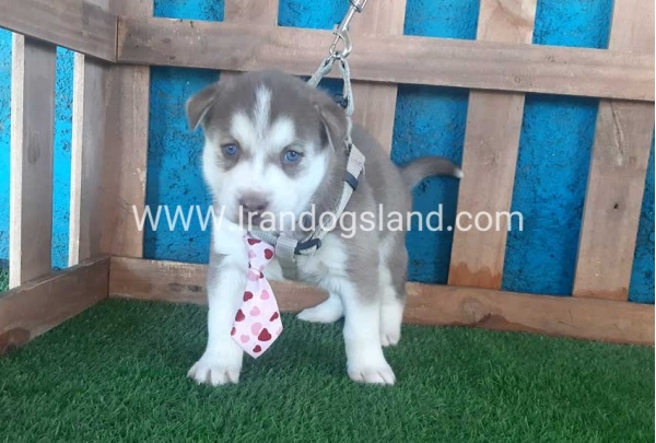 --husky-180_12