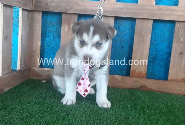 --husky-180_2