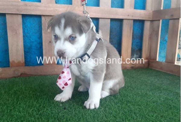 --husky-180_9