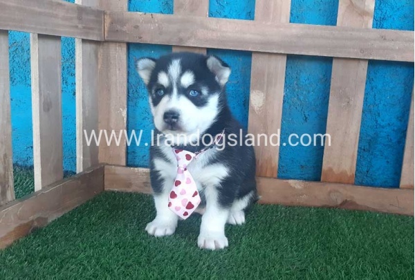 --husky-182_5