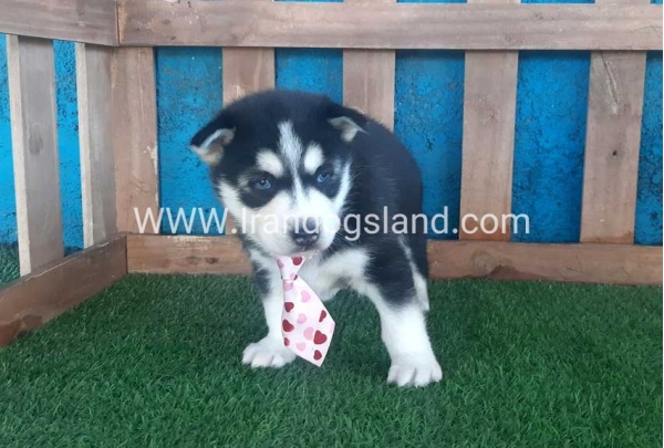 --husky-182_6