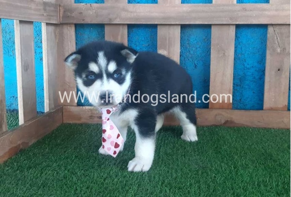 --husky-182_7