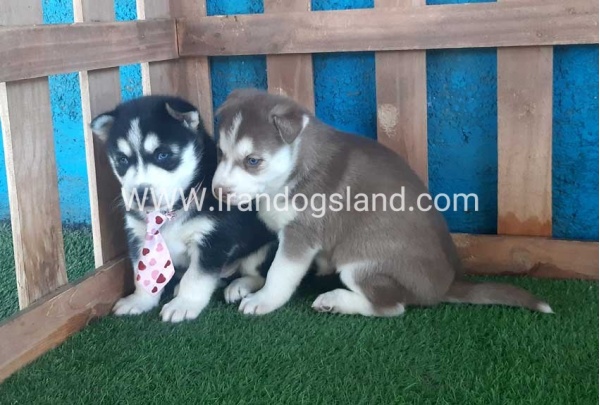 --husky-182_9