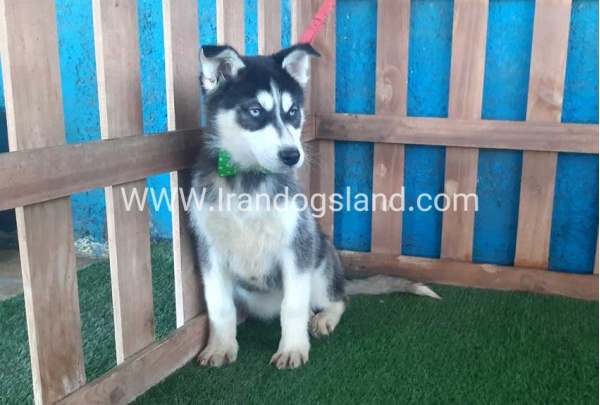 --husky-183_1
