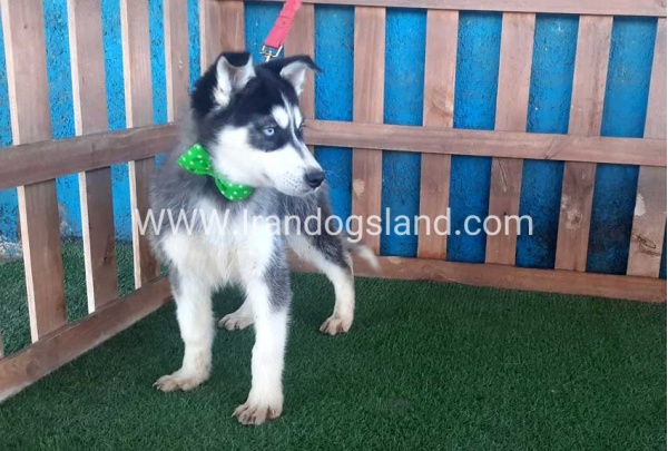 --husky-183_2