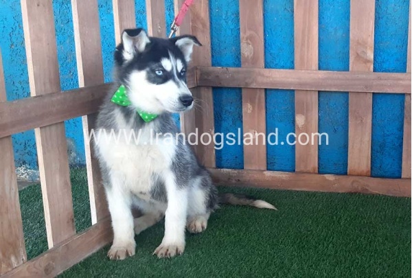 --husky-183_3