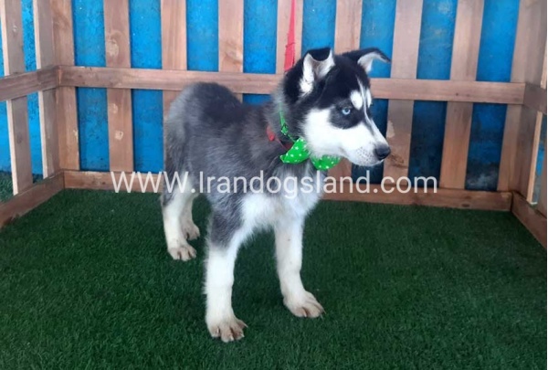 --husky-183_4