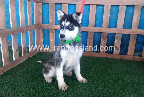 --husky-183_6