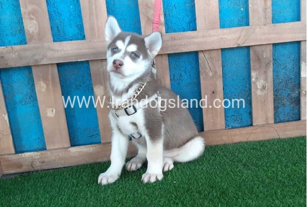 --husky-184_1