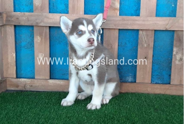 --husky-184_10