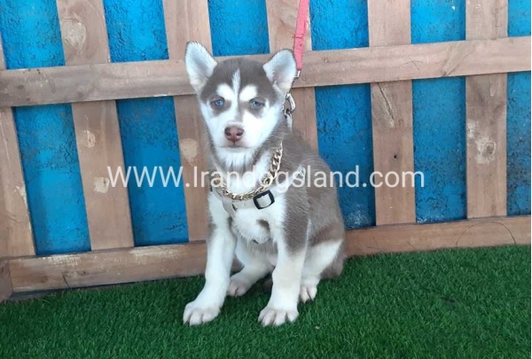 --husky-184_11