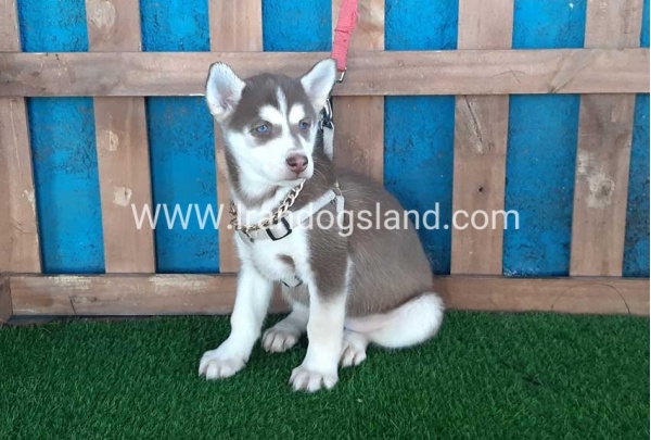 --husky-184_12