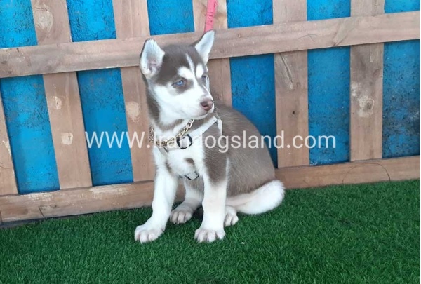 --husky-184_2