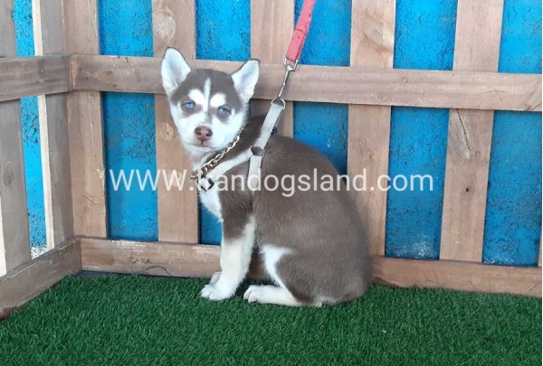 --husky-184_3