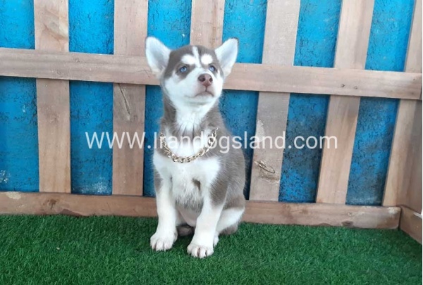--husky-184_4
