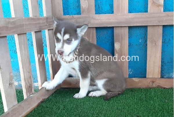 --husky-184_5