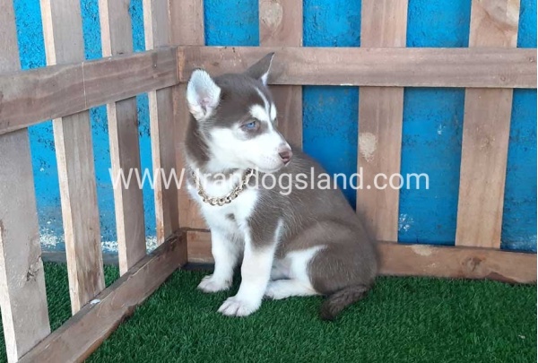 --husky-184_6