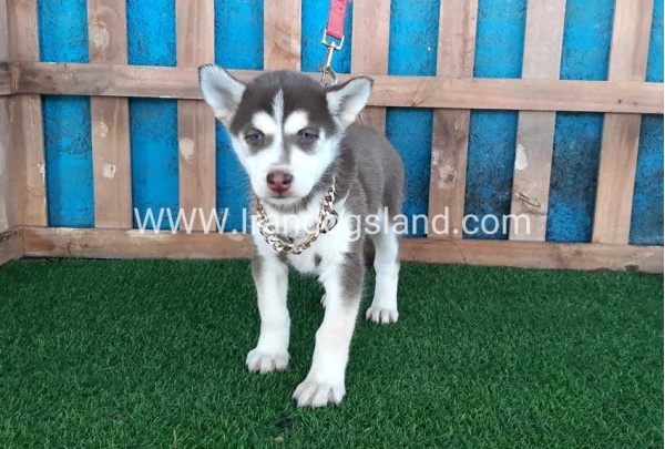 --husky-184_8