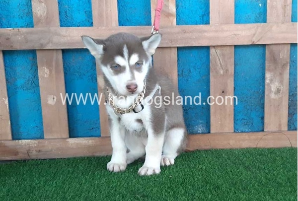 --husky-184_9