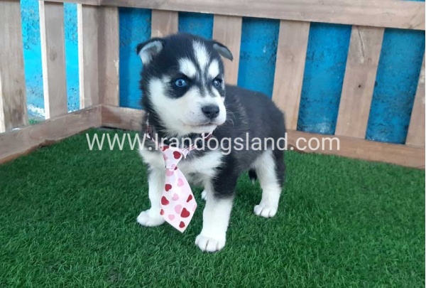 --husky-185_1