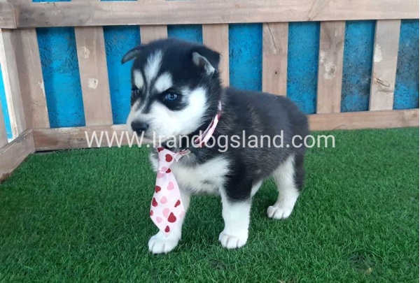 --husky-185_11