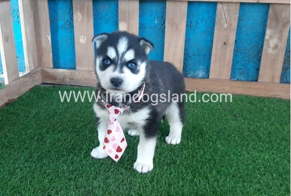 --husky-185_2