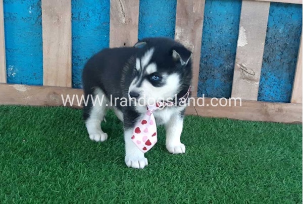 --husky-185_7