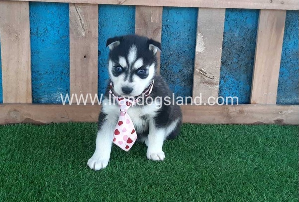 --husky-185_8
