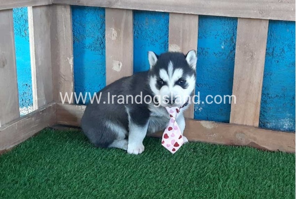 --husky-186_1