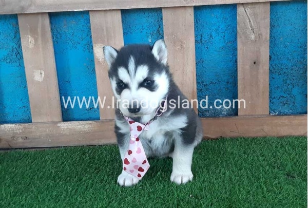 --husky-186_2