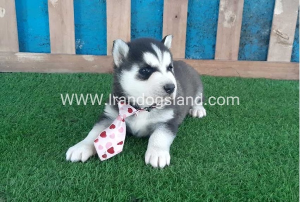 --husky-186_4
