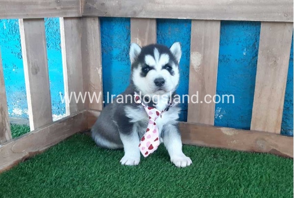 --husky-186_8