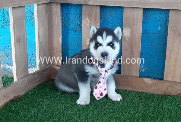 --husky-186_9