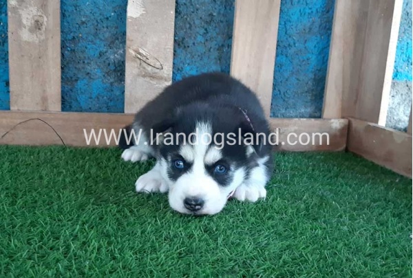 --husky-187_9